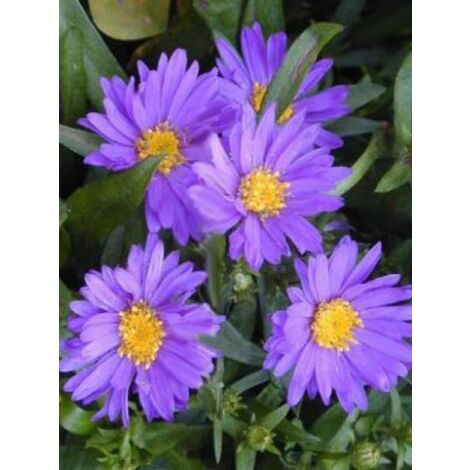 Aster nain 'Tonga' Godet de 8/9 cm