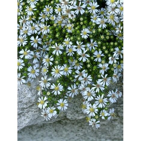 Aster 'Snow Flurry' Godet de 7/8 cm