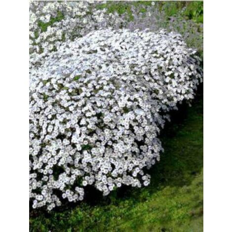 Aster 'Stardust' Godet de 8/9 cm