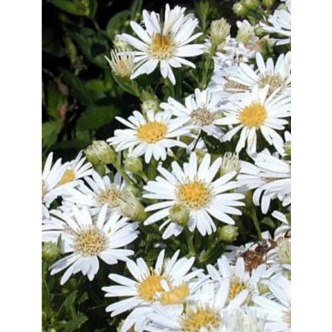 Aster 'Starshine' Godet de 8/9 cm