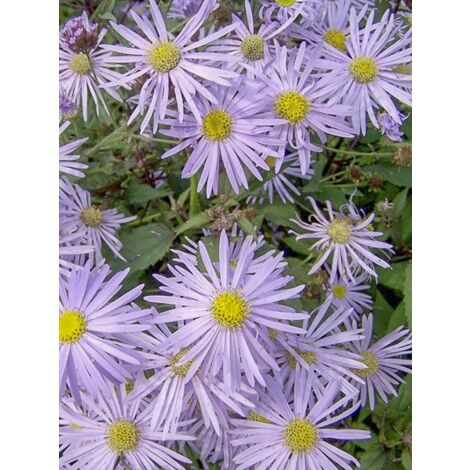 Aster turbinellus Godet de 8/9 cm