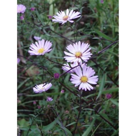 Aster 'Vasterival' Godet de 8/9 cm