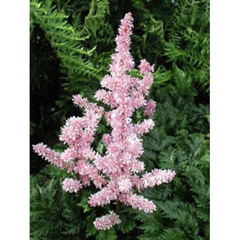 Astilbe à feuilles crispées 'Perkeo' Godet de 8/9 cm