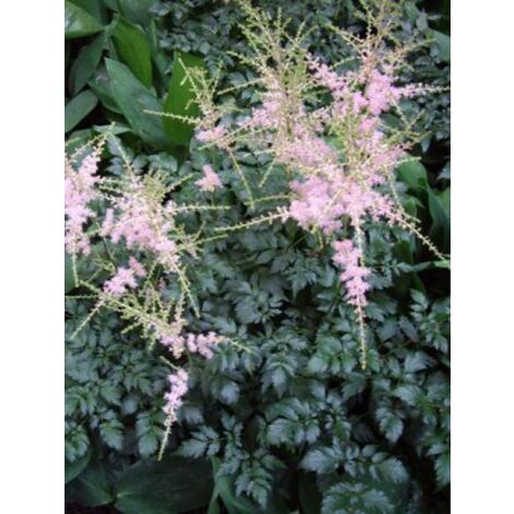 Astilbe à feuilles simples 'Hennie Graafland' Godet de 8/9 cm