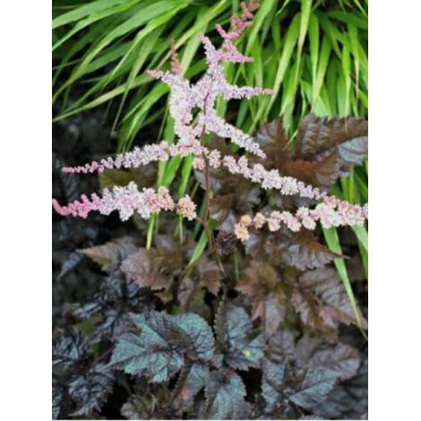 Astilbe  'Chocolate Shogun' Pot de 1,5L/2L