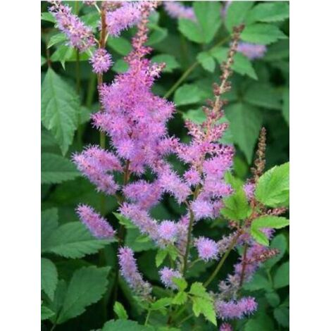 Astilbe d'Arends 'Amethyst' Godet de 8/9 cm