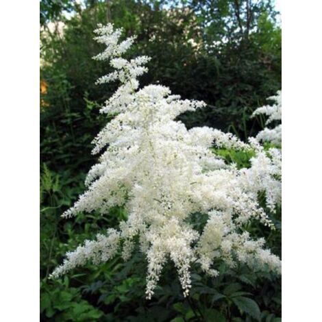 Astilbe d'Arends 'Brautschleier' Godet de 8/9 cm