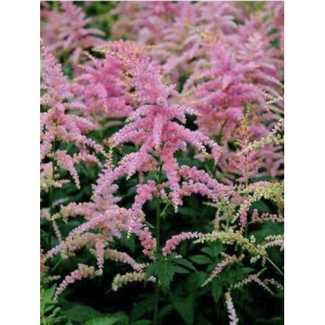 Astilbe d'Arends 'Bressingham Beauty' Godet de 8/9 cm