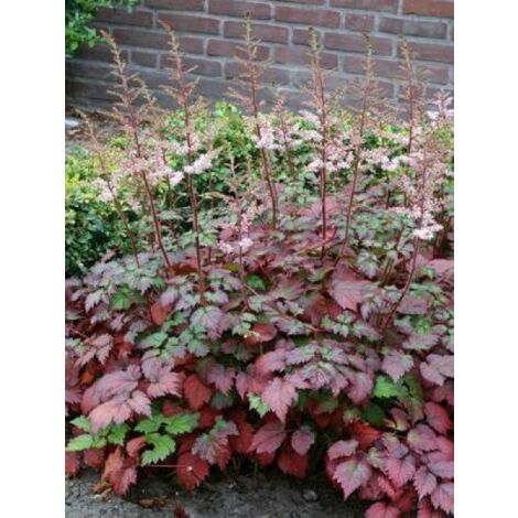 Astilbe d'Arends 'Color flash' -'beauty of ersnt'- Pot de 2L/3L