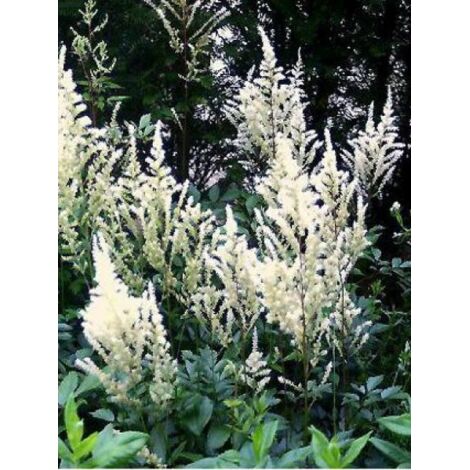 Astilbe d'Arends 'Diamant' Godet de 8/9 cm