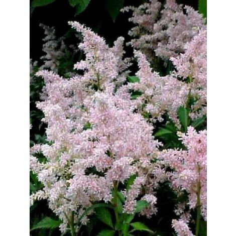 Astilbe d'Arends 'Erika' Godet de 8/9 cm
