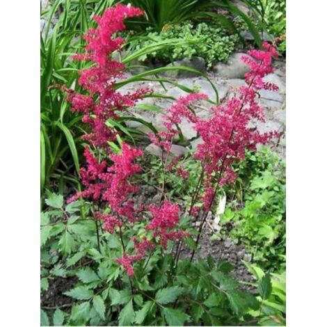 Astilbe d'Arends 'Spinell' Godet de 8/9 cm