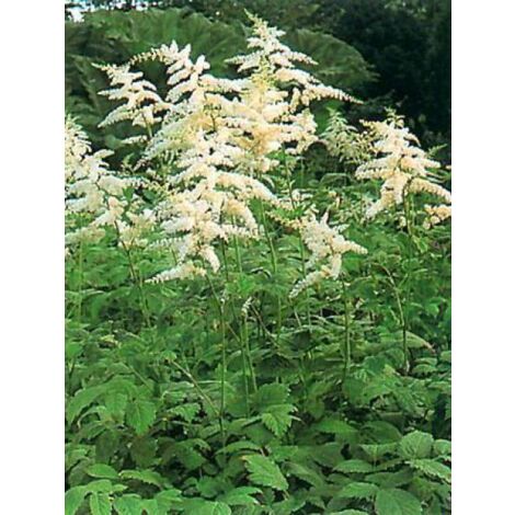 Astilbe de Chine 'Prof. van der Wielen' Godet de 8/9 cm