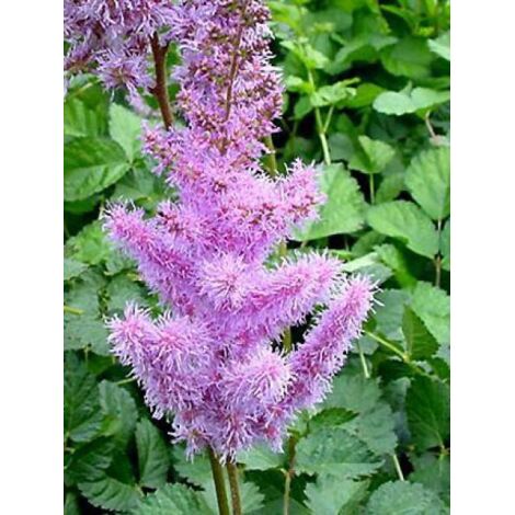 Astilbe de Chine 'Purpurkerze' Godet de 8/9 cm