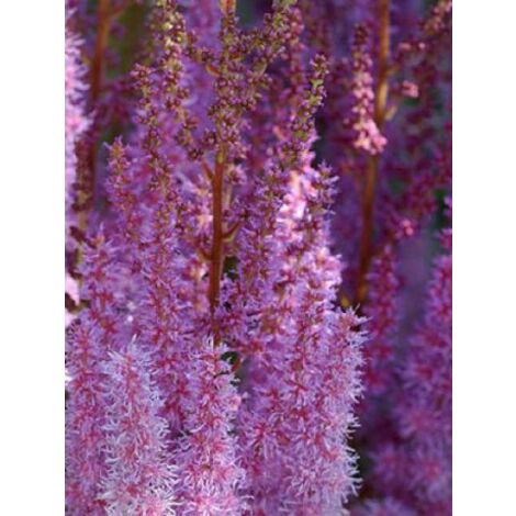 Astilbe de Chine 'Superba' Godet de 8/9 cm