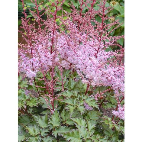 Astilbe du Japon 'Delft Lace' Godet de 8/9 cm