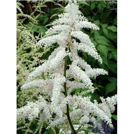 Astilbe du Japon 'Deutschland' Pot de 2L/3L