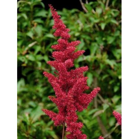 Astilbe du Japon 'Red Sentinel' Godet de 8/9 cm
