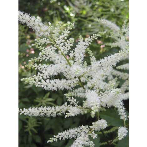 Astilbe du Japon 'Washington' Godet de 8/9 cm