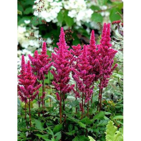 Astilbe  'Vision in Red' Godet de 8/9 cm