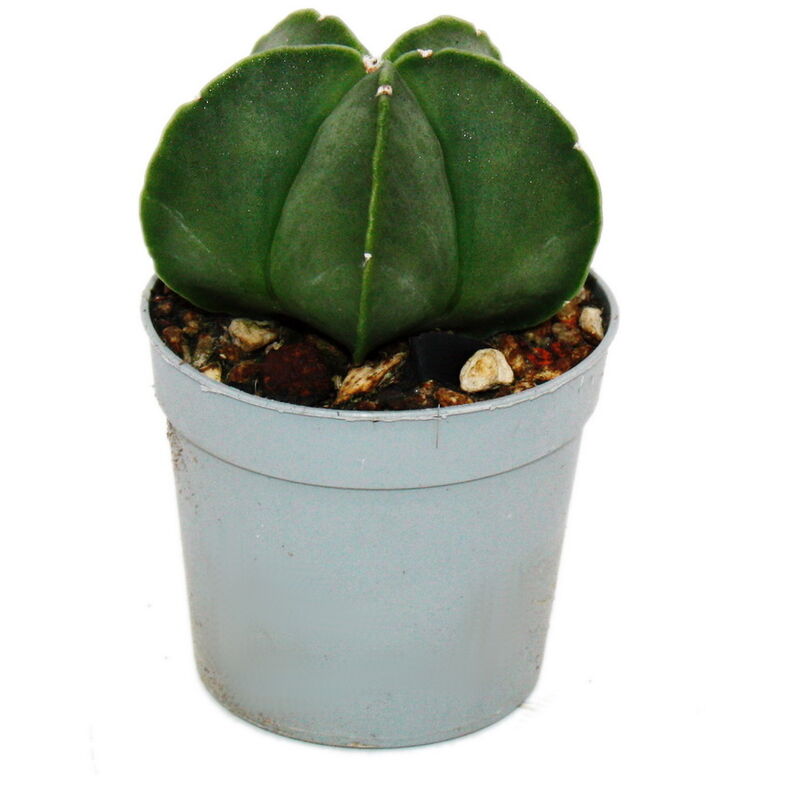 Exotenherz - Astrophytum myriostigma nudum - Le bonnet d'évêque nu - en pot de 6,5cm - Rareté parmi les cactus