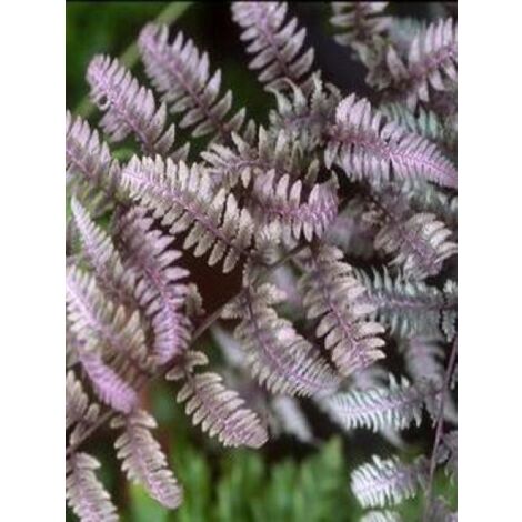 Athyrium niponicum 'Burgundy Lace' Godet de 8/9 cm