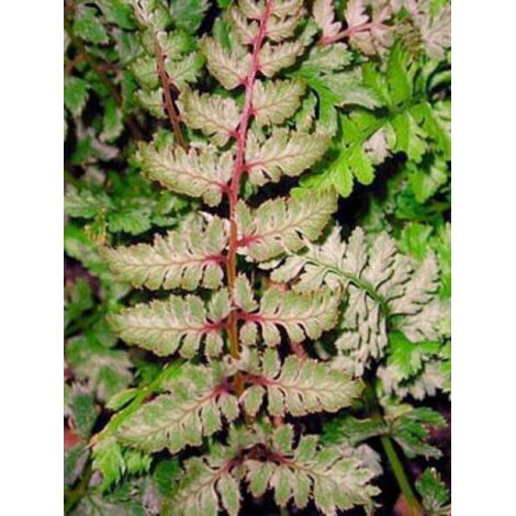 Athyrium niponicum 'Red Beauty' Godet de 8/9 cm