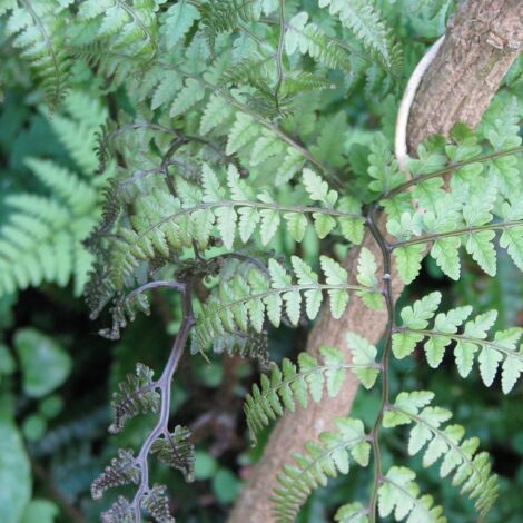 Athyrium otophorum 'Okanum'