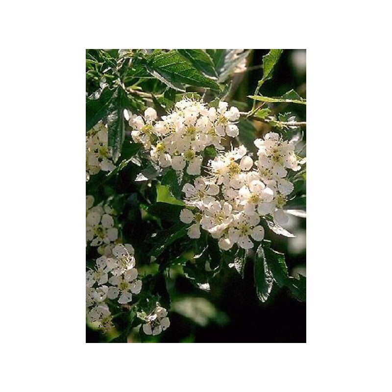 Le Jardin Du Pic Vert - Aubépine, épine blanche Pot de 2L/3L