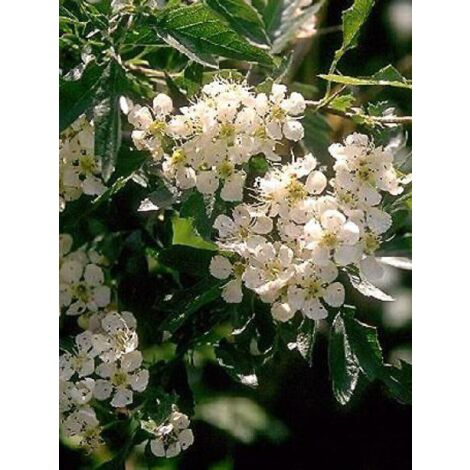 Aubépine, épine blanche Pot de 2L/3L