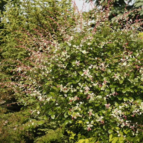 Aubépine 'Gireoudii' Pot de 12L/15L