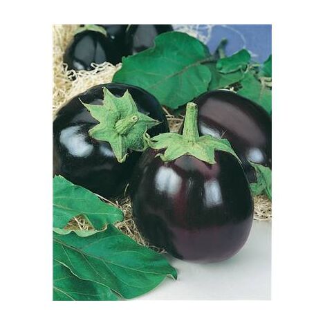 AUBERGINE BLACK BEAUTY - 1 G - Graines de légumes