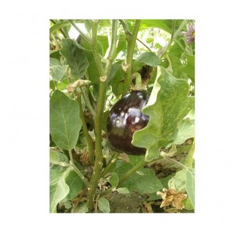 Aubergine HYB F1 Bonica - 0,5g