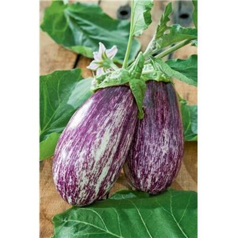 AUBERGINE RIADO HF1 - 10 GRAINES - Graines de légumes