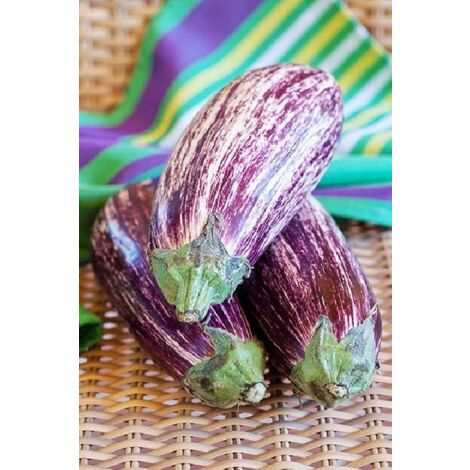 Aubergine Riado (Hybride F1) - 0,03g