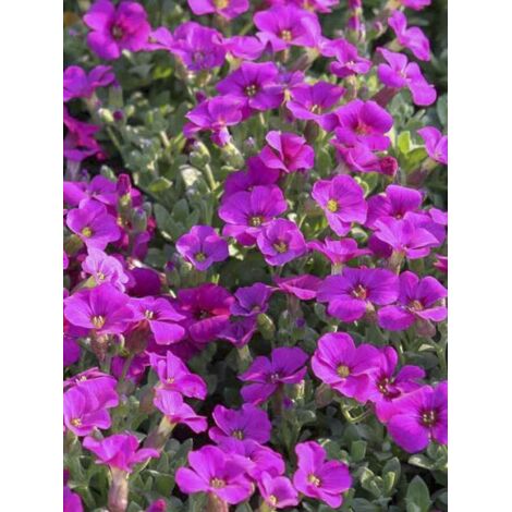 Aubriète 'Rose-red' Godet de 8/9 cm