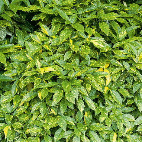 Aucuba du Japon Variegata - Le pot de 2L. Hauteur livrée 25/30 cm. - Willemse