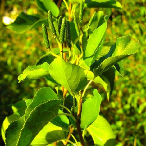 Aulne de Corse (Alnus cordata)