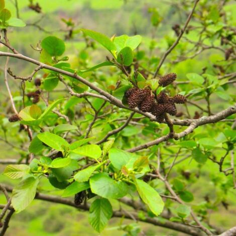 Aulne du Caucase (Alnus subcordata)