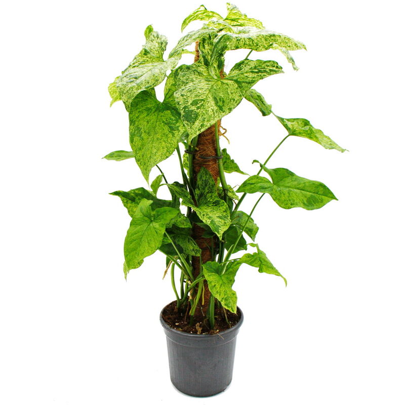 Plante grimpante insolite sur tige de mousse - Syngonium purp. 'Mottled' - Tussilage pourpre - hauteur env. 80cm - pot 16cm
