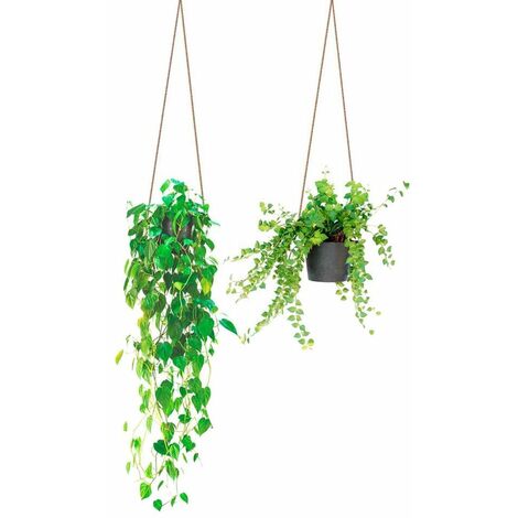 Autocollant Mural Suspensions Plantes