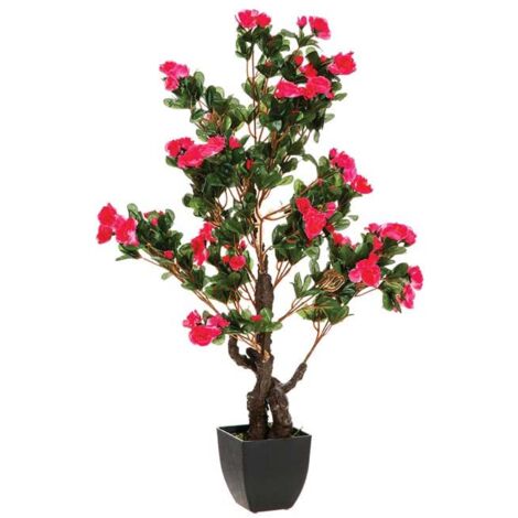 Planta azalea