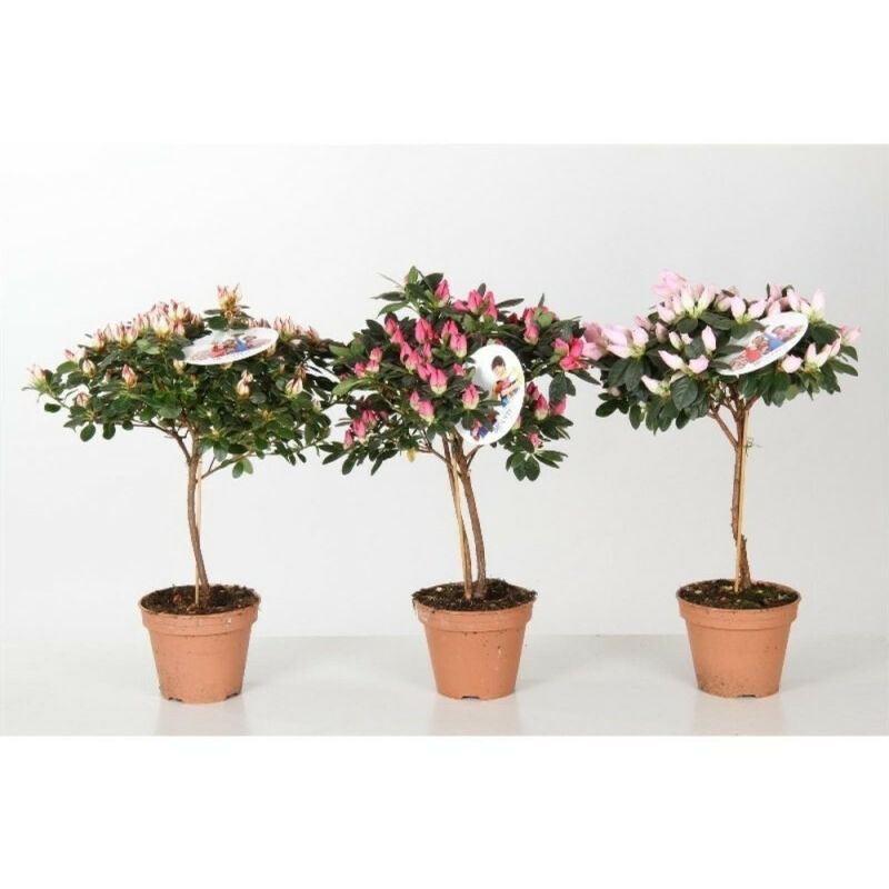 

AZALEA DE INTERIOR - Piramide M-15cm