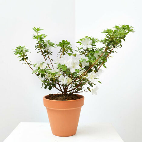 Planta azalea