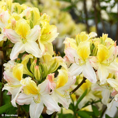 Azalée caduque knaphill 'Nabucco' Pot de 4L/5L