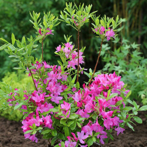 Azalée caduque knaphill 'Nabucco' Pot de 4L/5L