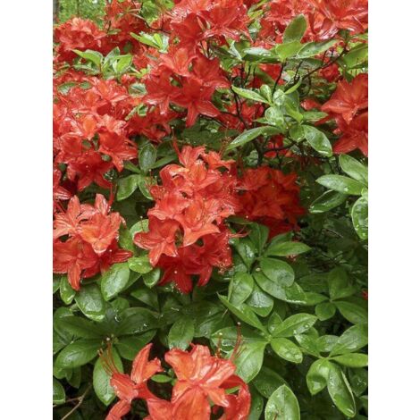 Azalée caduque knaphill 'Satan' Pot de 4L/5L