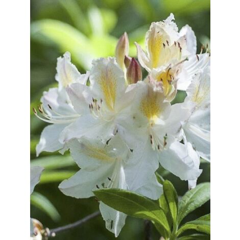 Azalée de Chine caduque 'Daviesii ' Pot de 4L/5L