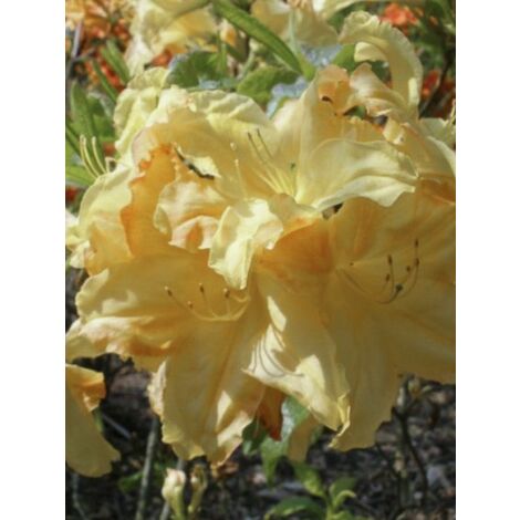 Azalée de Chine 'Harvest Moon' Pot de 4L/5L