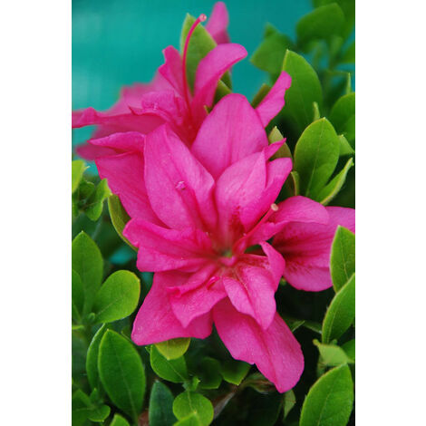 Azalée du Japon 'Roza ' Taille du pot - Pot de 3 Litres